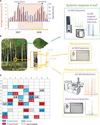 Defense mechanisms promoting tolerance to aggressive Phytophthora species in hybrid poplar